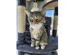 Adopt Lillie a Calico or Dilute Calico Domestic Shorthair / Mixed (short coat)
