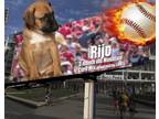 Adopt Rijo a Brown/Chocolate Mountain Cur / Mixed dog in Newport, KY (41389783)