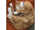 Adopt Archie a Orange or Red Domestic Mediumhair / Mixed (medium coat) cat in