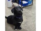 Adopt 18981 a Labrador Retriever / Dachshund dog in Chatsworth, GA (41429774)