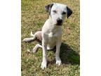Adopt Sammy a White - with Black Hound (Unknown Type) / American Pit Bull