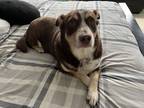 Adopt Jack a Brown/Chocolate Corgi / Terrier (Unknown Type