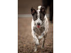 Adopt Rio (Longfellow) a Merle Mixed Breed (Medium) / Mixed Breed (Medium) /