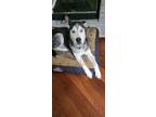 Adopt Jean Paul a Black - with White Alaskan Malamute / Mixed dog in