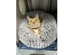 Adopt O'Malley a Orange or Red Domestic Shorthair / Domestic Shorthair / Mixed