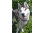 Adopt Aurora a Black Mixed Breed (Medium) / Mixed dog in Blackwood