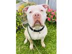 Adopt Anakin a White Mixed Breed (Large) / Mixed dog in Binghamton