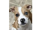 Adopt Koa a White - with Tan, Yellow or Fawn Mixed Breed (Medium) / Mixed dog in