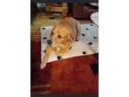 Adopt Luke a Tan/Yellow/Fawn Beagle / Labrador Retriever / Mixed dog in Decatur