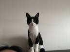 Adopt Anna a Black & White or Tuxedo Domestic Shorthair / Mixed (short coat) cat