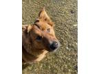 Adopt Theo a Red/Golden/Orange/Chestnut - with White Australian Cattle Dog /