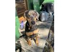 Adopt Koda a Black - with Tan, Yellow or Fawn Doberman Pinscher / Labrador