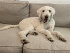 Adopt Raya a White - with Tan, Yellow or Fawn Goldendoodle / Mixed dog in