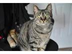 Adopt Diego a Brown Tabby Domestic Shorthair / Mixed (short coat) cat in