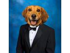 Adopt Fillion a Black Hound (Unknown Type) / Mixed dog in Richmond