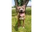 Adopt Kaylee a Brown/Chocolate American Pit Bull Terrier / Mixed Breed (Medium)