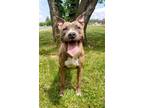 Adopt Kaylee a Brown/Chocolate American Pit Bull Terrier / Mixed dog in