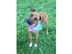 Adopt BARBIE a Brown/Chocolate Plott Hound / Mixed dog in Murfreesboro