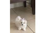 Adopt Lilo a White Bichon Frise / Mixed dog in Hialeah, FL (41429737)