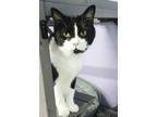 Adopt Billy Joe a Domestic Shorthair / Mixed (short coat) cat in Ft.