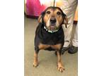 Adopt Olive a Black Coonhound (Unknown Type) / Mixed Breed (Medium) / Mixed