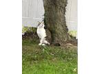 Adopt Summit a White American Shorthair / Mixed (short coat) cat in Ridley Park