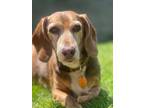 Adopt Buster a Red/Golden/Orange/Chestnut Dachshund / Beagle / Mixed dog in