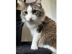 Adopt Moki a Brown or Chocolate (Mostly) Domestic Longhair (long coat) cat in