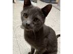Adopt Remmy a Domestic Shorthair / Mixed (short coat) cat in Sandusky