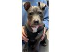 Adopt THELMA a Terrier (Unknown Type, Small) / American Pit Bull Terrier / Mixed