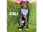 Adopt Kali a Labrador Retriever / Mixed dog in Portland, OR (40728770)