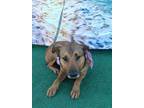 Adopt Canelita a Black Mouth Cur / Terrier (Unknown Type
