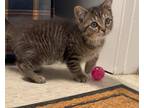 Adopt CHERRY a Domestic Shorthair / Mixed (short coat) cat in Sandusky