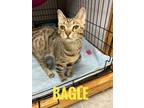 Adopt Bagel a Domestic Shorthair / Mixed (short coat) cat in Rome, GA (39025701)