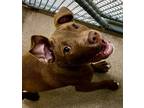 Adopt PepperJack a American Pit Bull Terrier / Mixed Breed (Medium) / Mixed dog