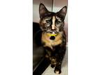 Adopt Chipotle a Domestic Shorthair / Mixed (short coat) cat in Tiffin