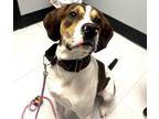 Adopt Harley a Hound (Unknown Type) / Mixed Breed (Medium) / Mixed dog in
