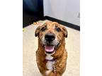 Adopt Dakota a Mixed Breed (Medium) / Mixed dog in Tiffin, OH (41007108)