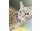Adopt Preston a Domestic Shorthair / Mixed (short coat) cat in Tiffin