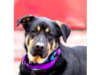 Adopt Gage a Black German Shepherd Dog / Labrador Retriever / Mixed (short coat)