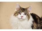 Adopt Fozzie Bonded to Scooter a Domestic Mediumhair / Mixed (short coat) cat in