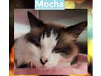 Adopt Mocha a Snowshoe / Mixed (short coat) cat in Crystal Lake, IL (41429607)