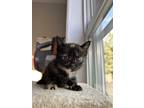 Adopt Kim a Tortoiseshell Domestic Shorthair (short coat) cat in Kalamazoo