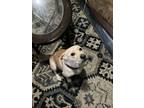 Adopt Callie a Tan/Yellow/Fawn Labrador Retriever / Mixed dog in Northport