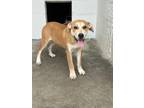 Adopt Lila a Mixed Breed (Medium) / Mixed dog in Carrollton, KY (41429644)