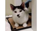 Adopt Pistachio a Domestic Shorthair / Mixed (short coat) cat in Eastsound