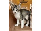 Adopt Everett a Domestic Shorthair / Mixed (short coat) cat in Arkadelphia