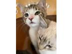 Adopt Elliot a Domestic Shorthair / Mixed (short coat) cat in Arkadelphia