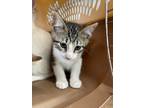 Adopt Eddie a Domestic Shorthair / Mixed (short coat) cat in Arkadelphia