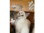 Adopt Emmet a Domestic Shorthair / Mixed (short coat) cat in Arkadelphia